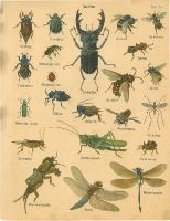 übersichtstafel mitteleuropäischer Insektenarten